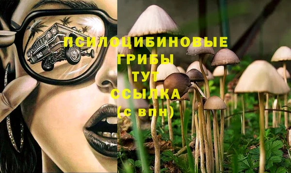 сатива Елабуга